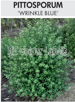 PITTOSPORUM Wrinkle Blue - Click Image to Close