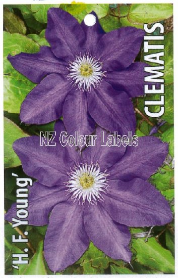 CLEMATIS H.F. Young - Click Image to Close