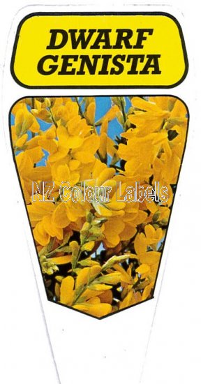 CYTISUS racemosus Dwarf Genista - Click Image to Close