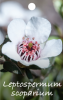 LEPTOSPERMUM scoparium