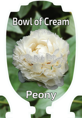 PAEONIA BOWL OF CREAM - Click Image to Close