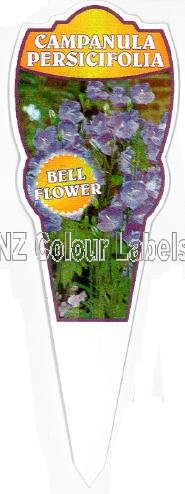 CAMPANULA persicifolia - Click Image to Close