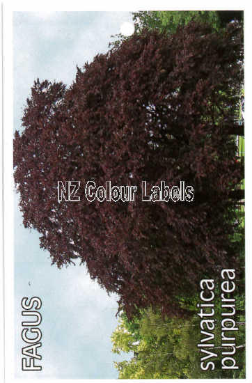 FAGUS sylv. Purpurea - Click Image to Close