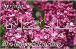 SYRINGA Mrs Edward Harding