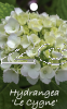 HYDRANGEA Le Cygne