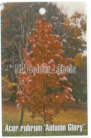 ACER rubrum Autumn Glory - Click Image to Close