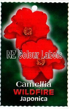 CAMELLIA Wildfire Japonica - Click Image to Close