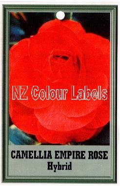 CAMELLIA Empire Rose Hybrid - Click Image to Close