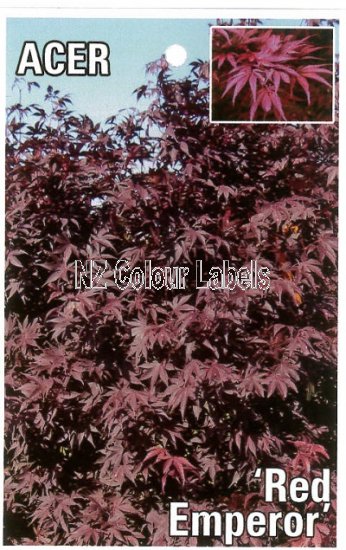 ACER palmatum Red Emperor - Click Image to Close