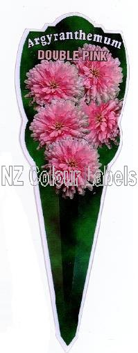 ARGYRANTHEMUM Double Pink - Click Image to Close