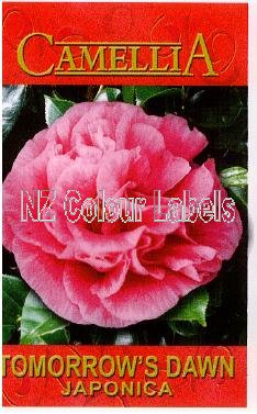 CAMELLIA Tomorrow's Dawn - Click Image to Close