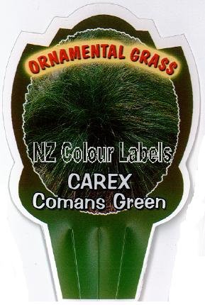 CAREX comans Green - Click Image to Close