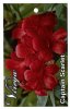 RHODODENDRON vireya Captain Scarlet