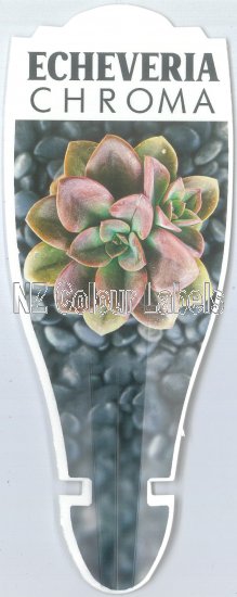 ECHEVERIA Chroma - Click Image to Close