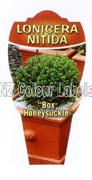 LONICERA nitida - Click Image to Close