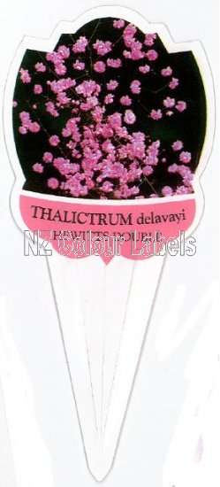 THALICTRUM Hewitts Double - Click Image to Close