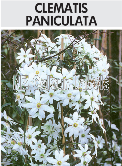 CLEMATIS paniculata - Click Image to Close