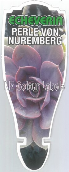 ECHEVERIA Perle von Nuremberg - Click Image to Close