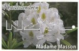 RHODODENDRON Madame Masson