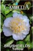 CAMELLIA Brushfield Yellow Japonica