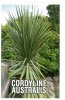 CORDYLINE australis [Cabbage Tree]