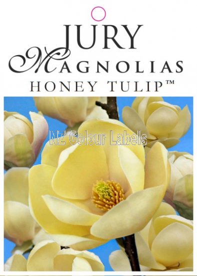 MAGNOLIA HONEY TULIP - Click Image to Close