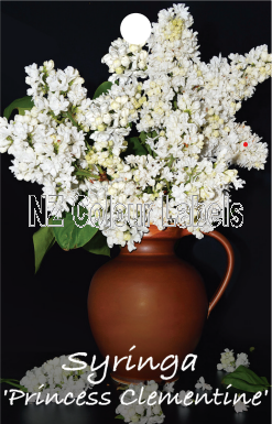 SYRINGA Princess Clementine - Click Image to Close