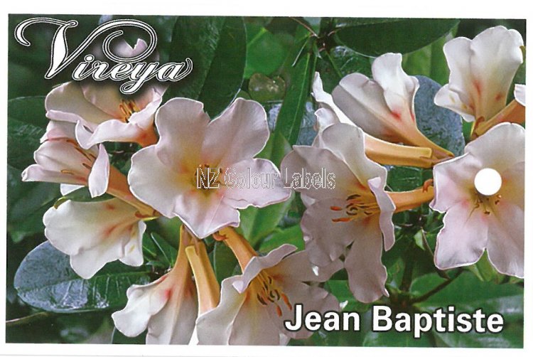 RHODODENDRON vireya Jean Baptiste - Click Image to Close