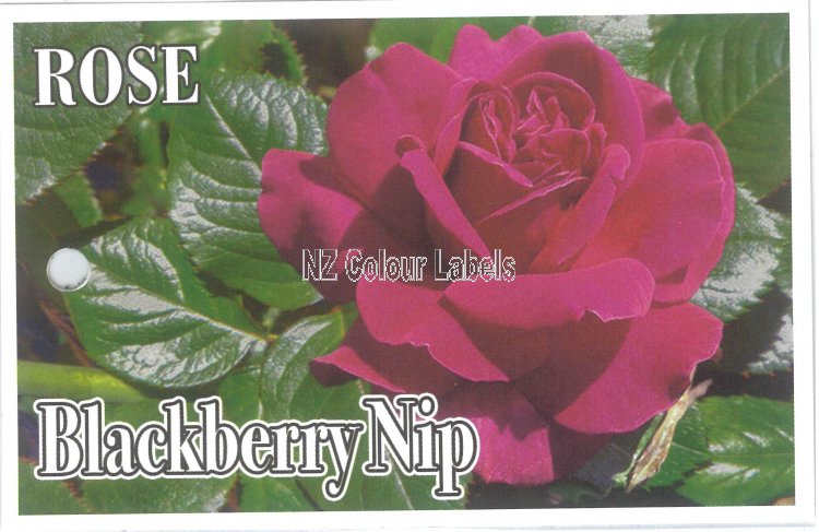 ROSE Blackberry Nip - Click Image to Close