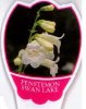 PENSTEMON Swan Lake