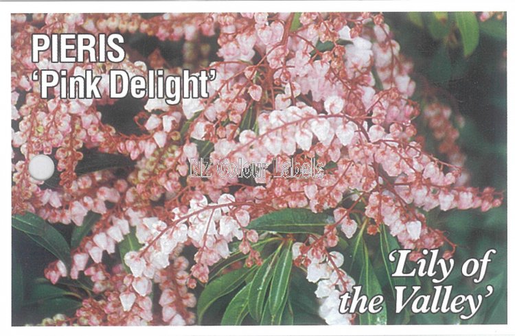 PIERIS Pink Delight - Click Image to Close