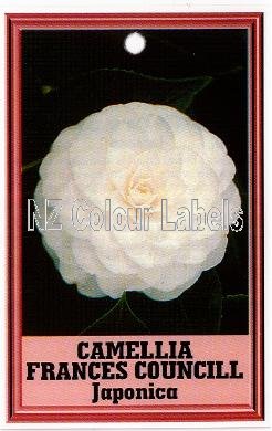 CAMELLIA Frances Councill Japonica - Click Image to Close