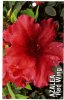 AZALEA Evergreen RED WING