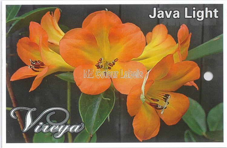 RHODODENDRON vireya Java Light - Click Image to Close