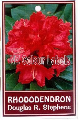 RHODODENDRON Douglas Stephens - Click Image to Close