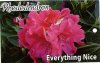 RHODODENDRON Everything Nice