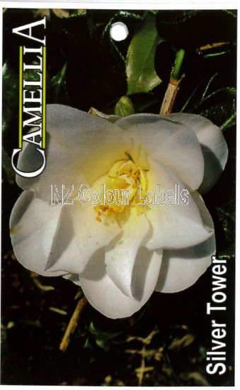 CAMELLIA Silver Tower - Click Image to Close