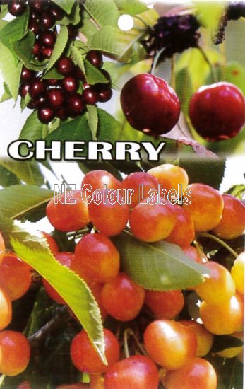 CHERRY (Bing,Dawson,Rainier, Summit) - Click Image to Close