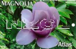 MAGNOLIA Atlas