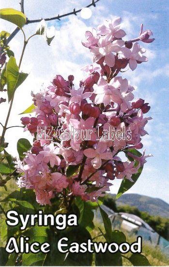 SYRINGA Alice Eastwood - Click Image to Close