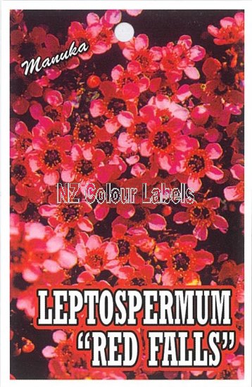 LEPTOSPERMUM Red Falls - Click Image to Close