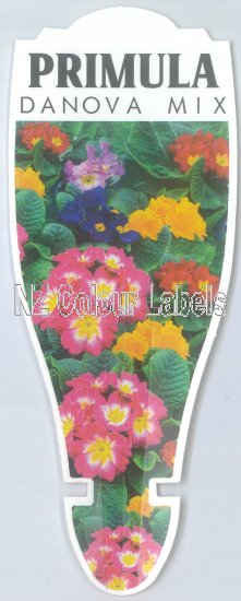 PRIMULA Danova Mix - Click Image to Close