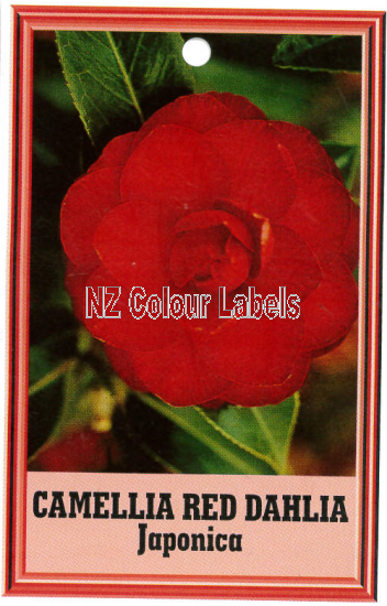 CAMELLIA Red Dahlia - Click Image to Close