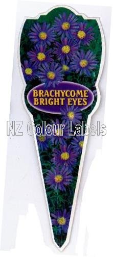 BRACHYCOMBE Bright Eyes - Click Image to Close