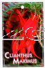 CLIANTHUS Maximus