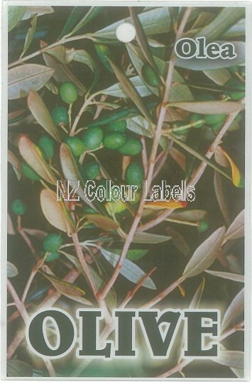 Olive Olea Europaea - Click Image to Close