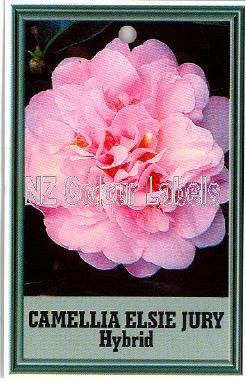 CAMELLIA Elsie Jury Hybrid - Click Image to Close