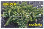 JUNIPERUS conferta (Shore Juniper)