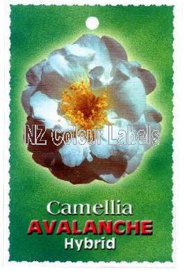 CAMELLIA Avalanche - Click Image to Close