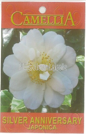 CAMELLIA Silver Anniversary Japonica - Click Image to Close